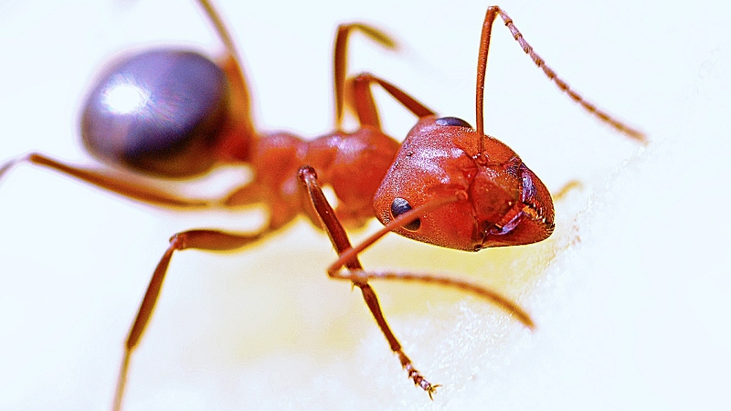 Red fire ants - Biosecurity 